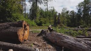 Best Firewood Processing and Delivery  in Niles, OH