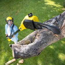 Best Lawn Renovation and Restoration  in Niles, OH