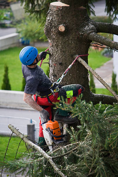 Best Tree Disease Treatment  in Niles, OH