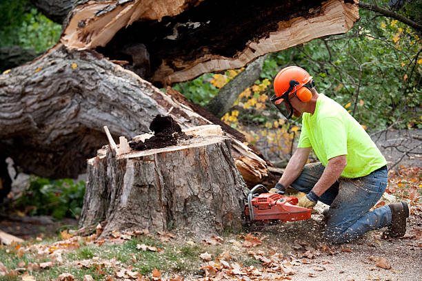 Best Leaf Removal  in Niles, OH