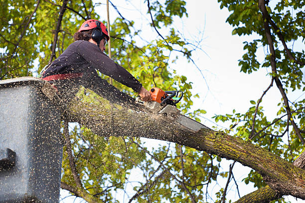 Lawn Pest Prevention in Niles, OH